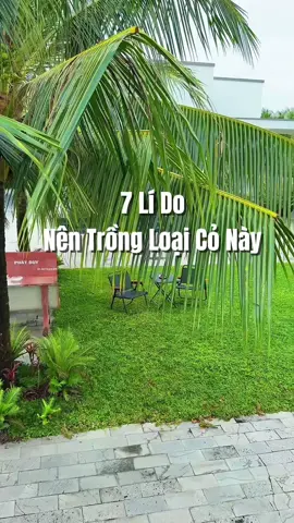 Sân đẹp là do chọn được loại cỏ phù hợp , tham khảo ngay giống cỏ này ! #cogungthai #trongcosanvuon #sanvuon #xuhuong 
