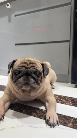Này thì huỷ đơn 😠😠😠😠#pocuamephuong #pugs #trending 
