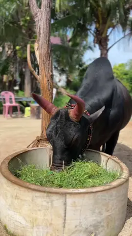 #เจอกันวันที่6สนามสิงหนคร#ดุกด้างองค์ชายเล็ก2499แรมโบ้ #เซียนแบงค์ม่วงงาม💵🐂 