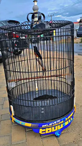 panjang nya kaya sinar jaya 😆🥶😍 #kicaumania  #muraibatu  #muraibatuindonesia  #fyp  #CapCut 