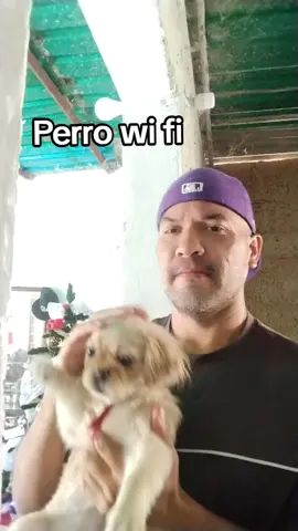 Perro wi fi