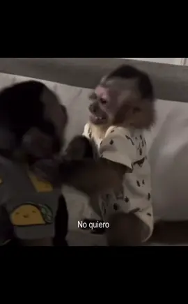 quiero que seas tu| parte 2🐵 #fypシ #noflop #changitoslove #fyppppppppppppppppppppppp #fypシ 