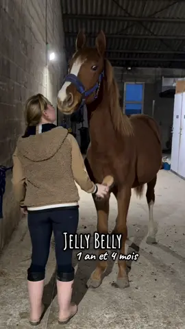 Combien toise Jelly Belly ? 🍭  Alors qui avait trouvé la bonne taille ? 🫶🏻 Petit poulain devient grand 😍 #poney #cheval #equitation #poulain #bailefanach #horse #elevageequin #foal #zangersheide #animaux #jellybelly #animal #horses