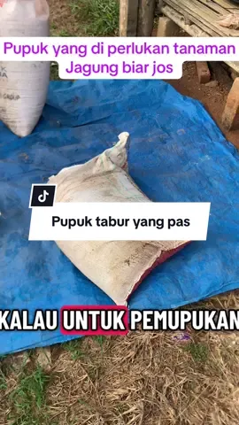 Pupuk tabur yang di perlukan!!!!!!!! #petaniindonesia🇮🇩🇮🇩🇮🇩🌿🌿 #petanimuda #fypシ゚viral🖤tiktok #keator #petanimilenial 