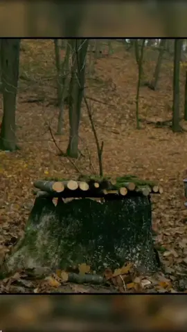 Underground house in the forest #wildlife #survival #camping 
