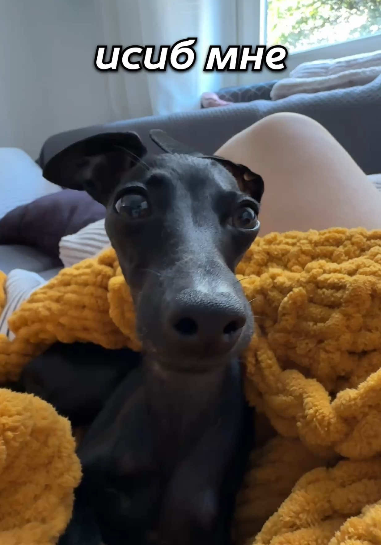 #галнилевлетка 