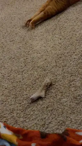 The way he sits 🤣 you’d think he has dog in him lol #catsoftiktok #orangecatbehavior #fyp 