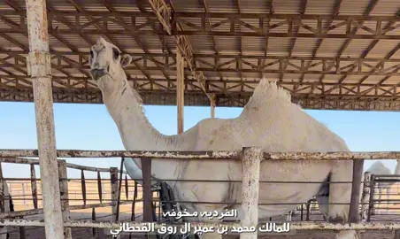 سننابي kn_14 .. #مخوفه #مضيمات #اكسبلور #الشقح #viral 