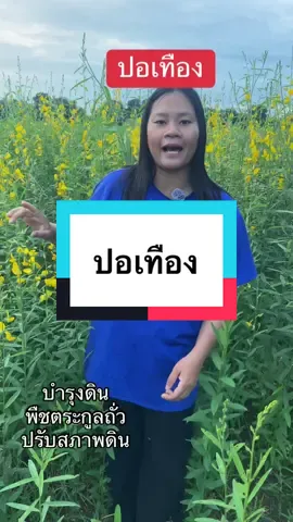 #ปอเทือง #ปอเทืองไร่ธรรมชัย #ปอเทืองเหลืองอร่าม #ปอเทืองปรับสภาพดิน #ปอเทืองไร่ธรรมชัยตากฟ้า 
