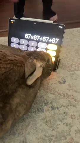 Moose matician #calc #fyp #fatbunny #fortnite #funny 