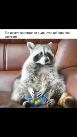 ele: ué as uva sumiram Márcia kkkkkkkk 😭😭😭😭😤😤😤🥺🥺🥺 #paidepet #humor #fyp 