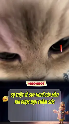 Thì ra đây là suy nghĩ của mèo khi được bạn chăm sóc #meowbot #mèo #thucung #meowmeow #cat 