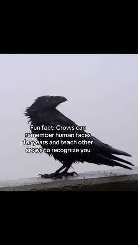 #fyp #crow #funfacts #remember #xy 