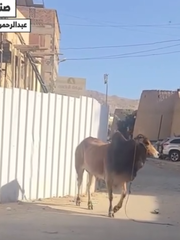 #عاجل #الان #مباشر #صنعاء #اكسبلور 