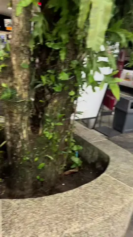 สาวเซเว่นเซใจ🤍☺️#ฟีดดดดดดดดดด #เด็กกระบี่❤️🔥 