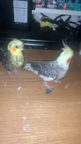 This is a joke i lokce my birds #cockatiel #cockatielsoftiktok #bird #cutebirds #fyp