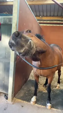 🐎🐴 . .📸 Source : Tiktok: dumbwaystodie All credit are reserved for their respective Owners . Pls DM for Credit or Remove. .---------------- . . #horsesofinstagram🐴#ilovehorsesforever#horselove#ilovehorseshows#ilovehorses#horsesofinstagramm#horsingaround#equinelife#kentuckyhorsepark#horsesofinstagram🐎#wildmustang#ilovehorsesomuch#youngster#horsesofinstgram#horsestagram