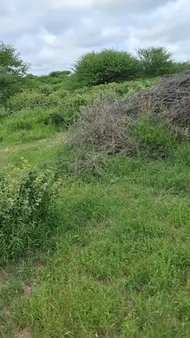 dhulki hooyo ❤️❤️❤️🌧🌧