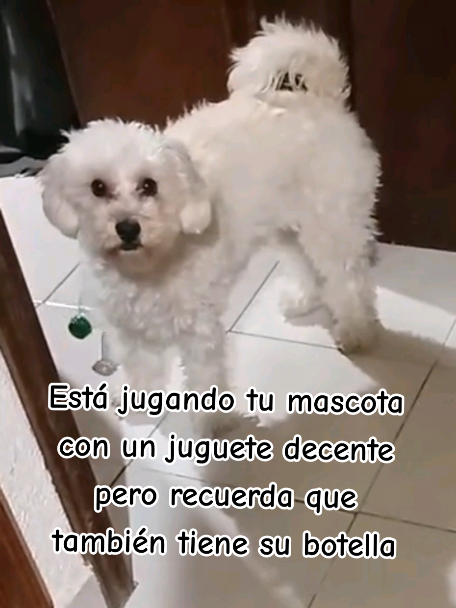 Recuerda que en Canfeliz puedes engreir a tu peludito 🐾🐕 #mascotas #perritos #doglover #pets #dogsofttiktok 