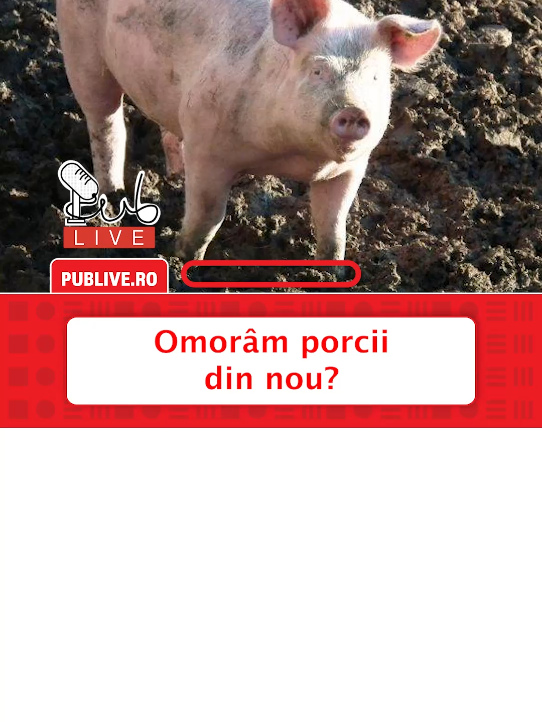 Pesta porcină falimentează crescătoriile de porci din Buzău în pragul Crăciunului! #news #publive #noiembrie #pestaporcina #pesta #porci #craciun #buzau