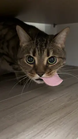 Ваши коты тырят еду со стола?)) #cat #bengal #britishcat 