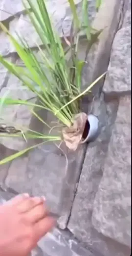 มาดูกันอะไรอยู่ในท่อ#ต้นไม้ฟอกอากาศ 