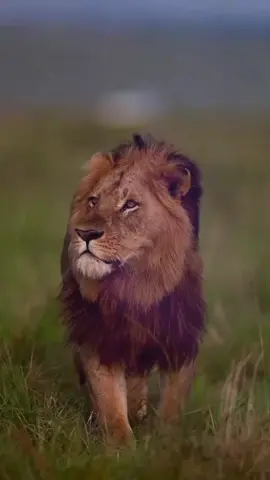 #словасосмыслом #мудрыеслова #жизнь #задумайсянадэтимисловами 