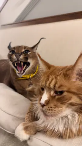 Izjuma is so nonchalant when Pumba is around 🙈