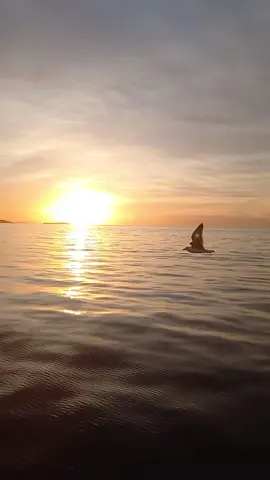 #benisaf💪🇩🇿🇩🇿❤️❤️🐬💪 