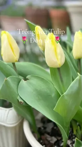 Trồng hoa đón tết thui ce ơi 🌷🌷🌷#bapcaidaily #xuhuong #hoatulip🌷 #cugionghoa #cugionghoatulip 