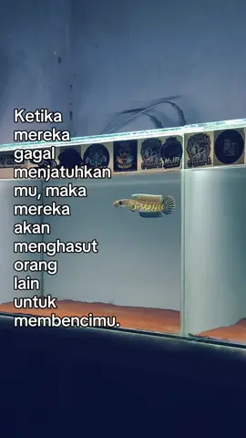 Havefun#berandafyp #chanaaurantimaculata #chanaindonesia 