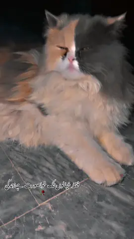 فقط خیالوں تک خوبصورت ہےزندگی🥀#poetrystatus #viralvideo #foryoupage #catlover #fyp @❤️‍🔥🖤  umair__295_  🚬❤️‍🩹 
