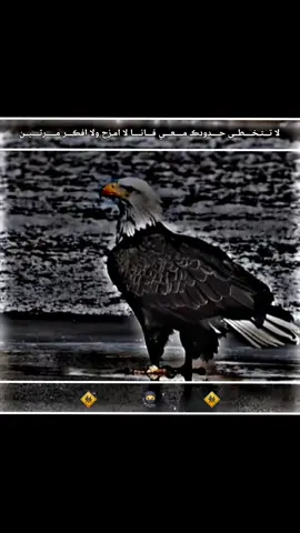 #تصميم_فيديوهات🎶🎤 # #صِےـلےـوِحًے،، #مصممم_ 