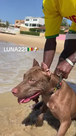 @L’International Kenny @luno_eleveur_ngaparou🐥🇸🇳 @Alkaline 🐶🛠️le pitbullien 🐶 @Lincoln l’international 🐶🌍 @Keycha l’international (KM ✪ @Club Pitbull du Sénégal 🇸🇳 #221🇸🇳 #pitbull #chein #pitbullsoftiktok #pitbullterrier 