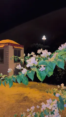 کچھ خواب ابھی ادھورے ہیں، مگر وہ آنکھوں کی چمک کو زندہ رکھے ہوئے ہیں۔✨👀🌸🦋💫#views #meh_alee #fypシ゚ #support_me #unfreezemyacount 