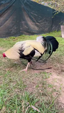 Law grey up for grabs. dm for infor 🔥🔥💥