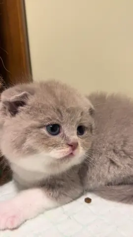 🌈☁️☁️🌈☁️☁️🌈🌈#adopsikucing #scottish #cute #catsoftiktok #funny 