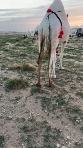 #ماشاءالله_تبارك_الله #الابل_عطايا_الله #نجد_العذية #اكسبلور 