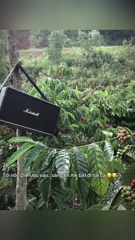 Chỉ anh em tây nguyên mới hiểu cảm giác này 🤣#viral #xuhuong 