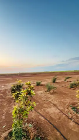 #Biscoitocut #مليون_مشاهدة❤ #تصويري_احترافي_الاجواء👌🏻🕊😴 #سنجار #ملتي_مِڼـّي_حياتي🌚💞🦚 