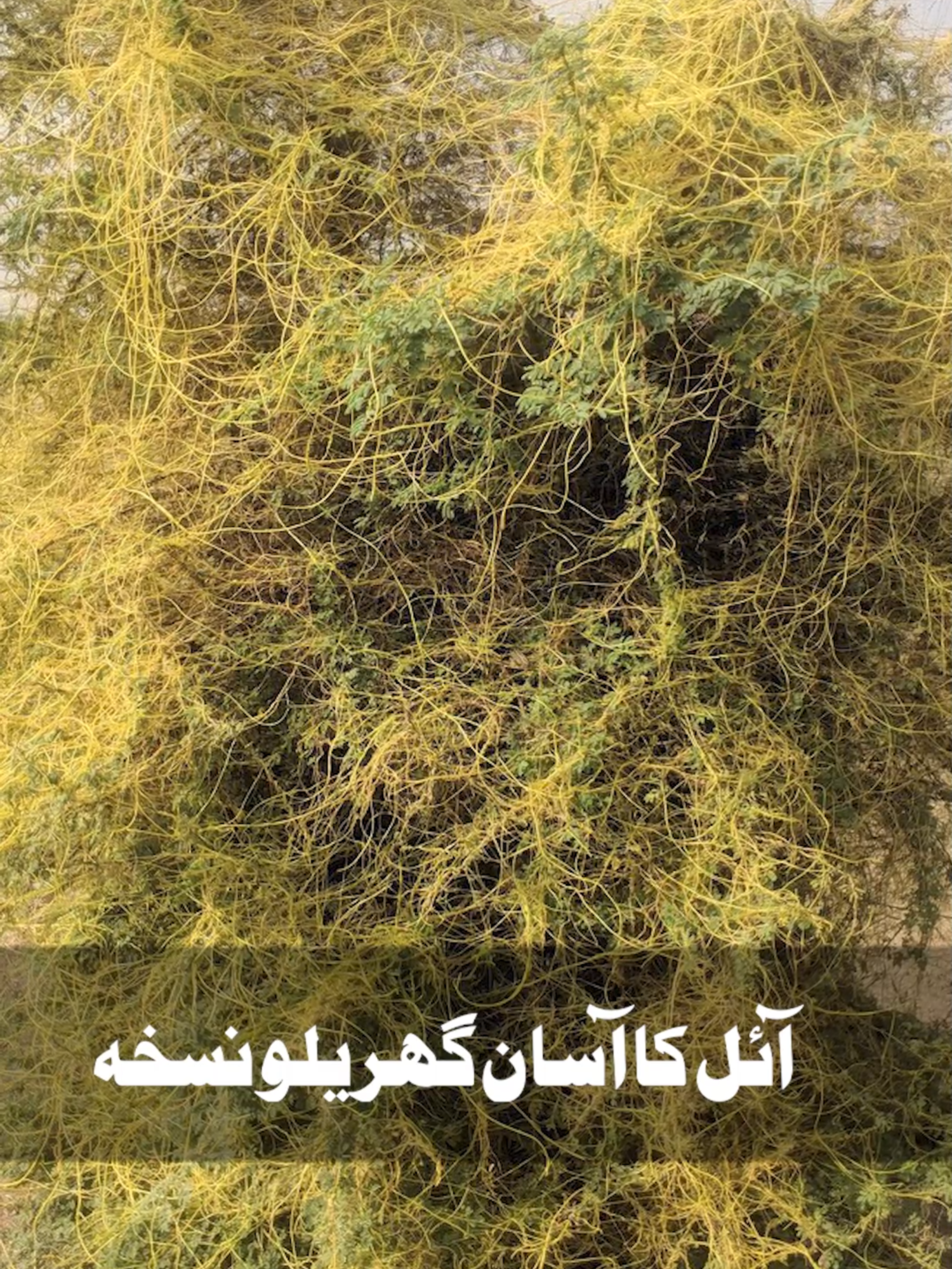 Oil Ka Asan Gharalo Nuksa 03253333402 #tibbimashwarybyhakeemmusahakeemmusa1111khushtaoilmurshadoil #foryou #foryoupage #pakistanzindabad #tiktoklovers