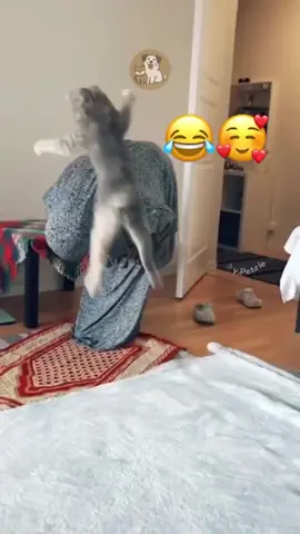 #kelakuankucinglucu #kucinglucu #seluruhdunia #pencintakucing #fyppppppppppppppppppppppp 