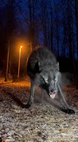 #wolftrend #wolfgang #fyp #foruyou #viral #wolf #CCTVwolf 