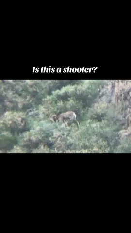 it was windy okay. #bighornsheep #arizona #hunting #glassing #vortex 