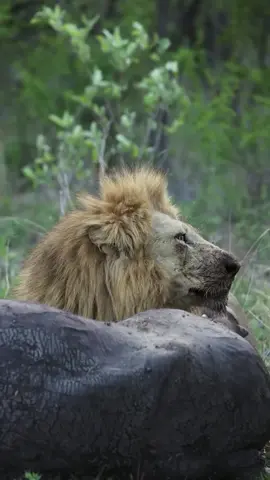 Makhunga PCM on a buffalo  Cr rangerstu24  #lionlover #saveanimals justiceforbrbs justiceforlorkulup justiceforolobor justicefororpadan justiceforoloisiadu #followers➕ #fyp #viral 