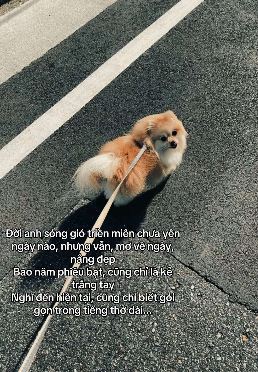 Đời anh sóng gió triền miên chưa yên ngày nào, nhưng vẫn, mơ về ngày, nắng đẹp Bao năm phiêu bạt, cũng chỉ là kẻ trắng tay Nghĩ đến hiện tại, cũng chỉ biết gói gọn trong tiếng thở dài#xh #tamtrang #buon_tam_trang 