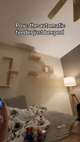 His greed sickens me #cat #catfail #catlover 