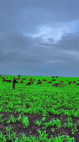 #مشاهير_تيك_توك_مشاهير_العرب #البطانه_جمال_الباديه_والريف 