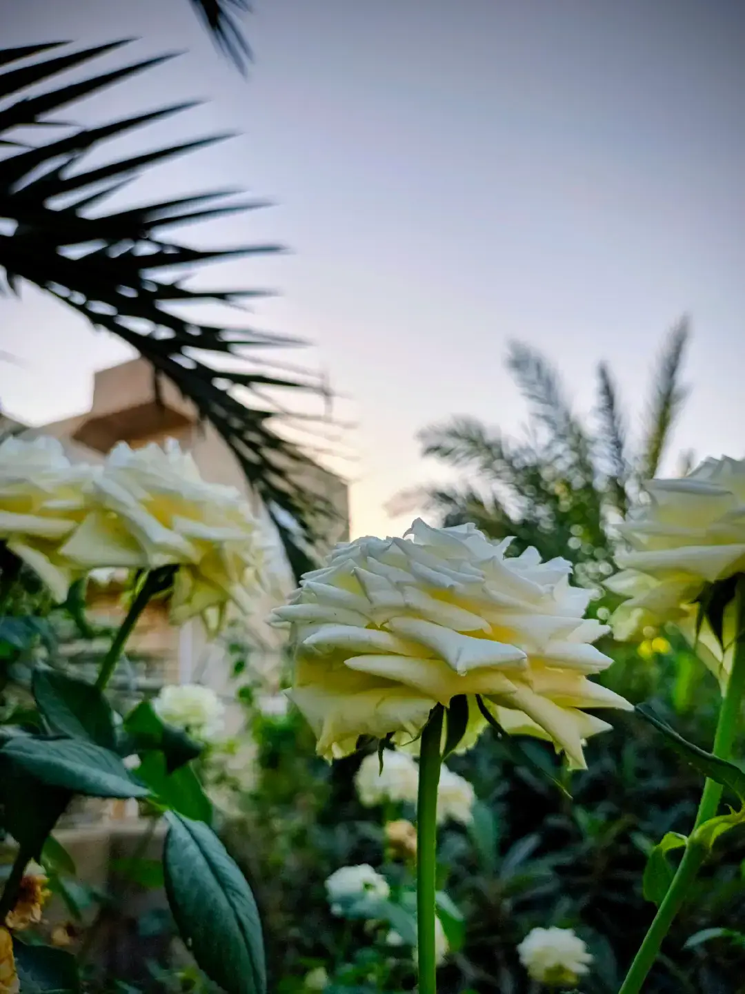 #اجوء_اليوم #تصويري_احترافي #صلاح_الدين_تكريت #لايك 