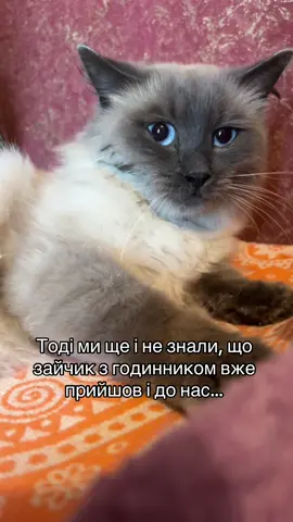 #fyppppppppppppppppppppppp #fyp #cat #сусідибожепомогай #сусідипідари 